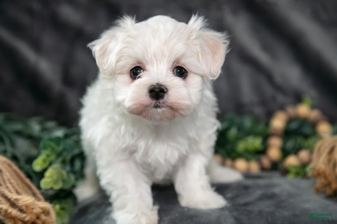 Maltese dogs for sale: Amber - Ad 3