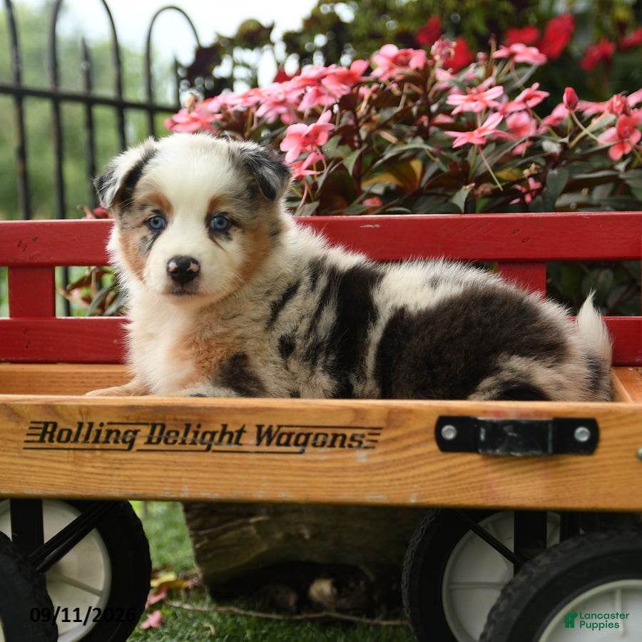 Australian Shepherd dogs Finn - Ad 2