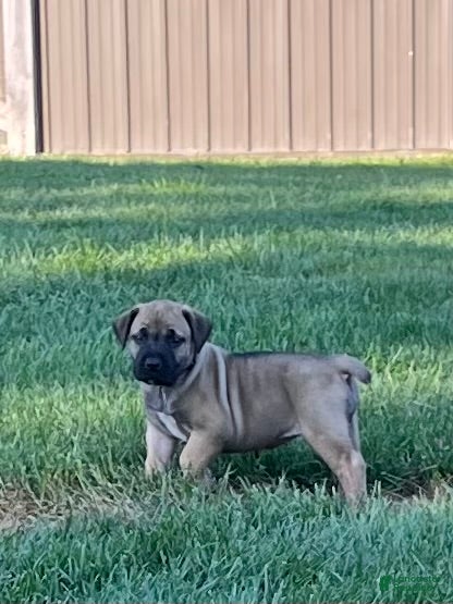 South African Boerboels dogs South African Boerboels 3 - Ad 1