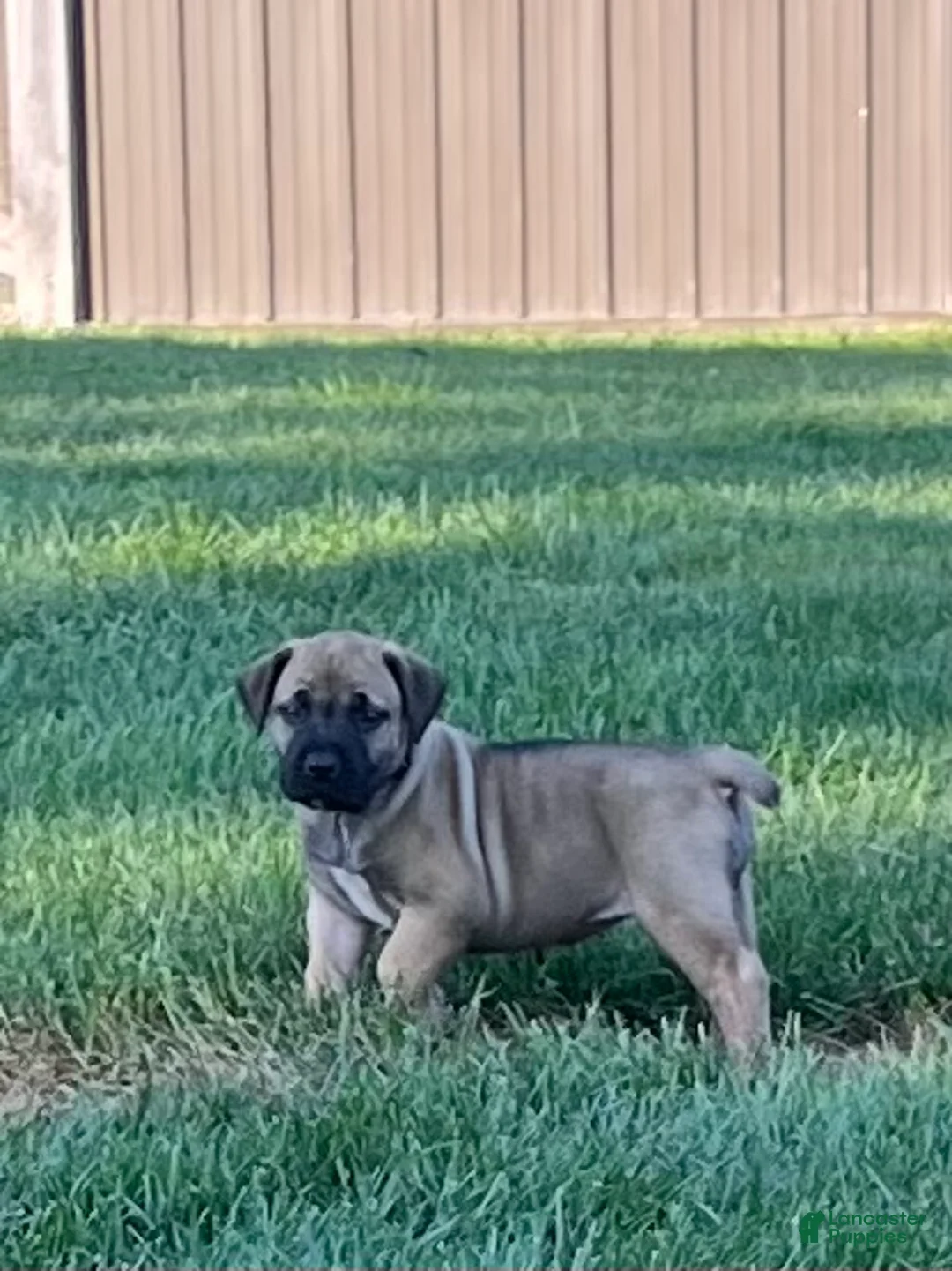 South African Boerboels dogs for sale: South African Boerboels 3 - Ad 1