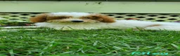 Toy Poodle dogs for sale: Riley - Ad 4