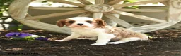 Cavalier King Charles Spaniel dogs for sale: Butterscotch - Ad 2