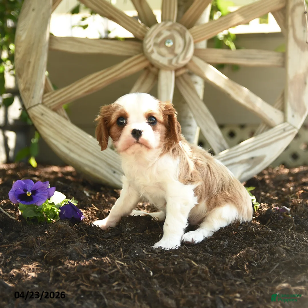 Cavalier King Charles Spaniel dogs for sale: Butterscotch - Ad 2