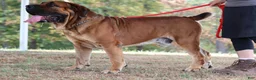 South African Boerboels dogs for sale: South African Boerboels 2 - Ad 5
