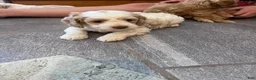 Cockapoo dogs for sale: Buff and white boy/brown nose  - Ad 11