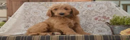 Goldendoodle dogs for sale: Sanford - Ad 3