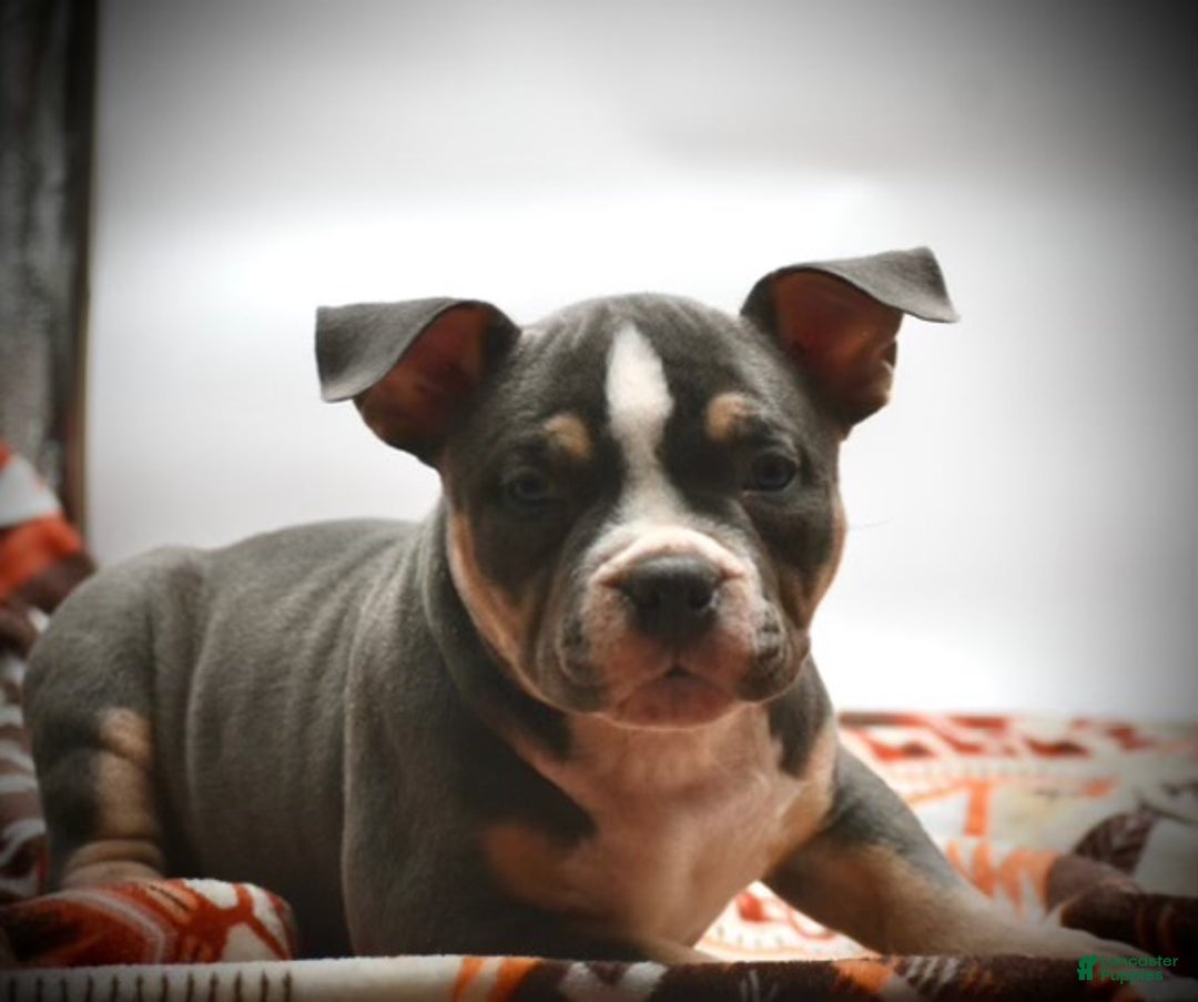 American Bulldog dogs for sale: American Bulldog Puppy 3 - Ad 3