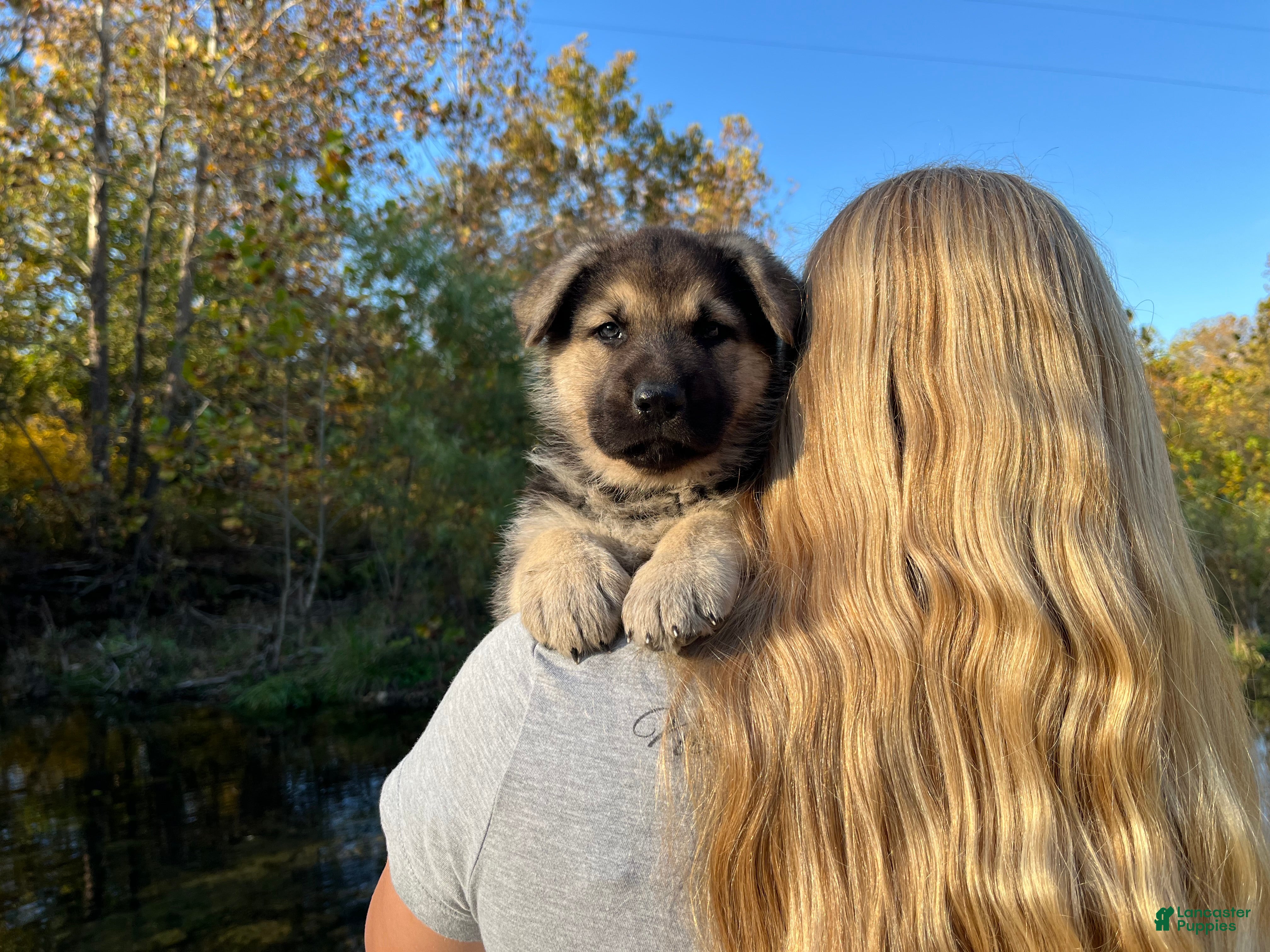German Shepherd dogs for sale: Amethyst  - Ad 9