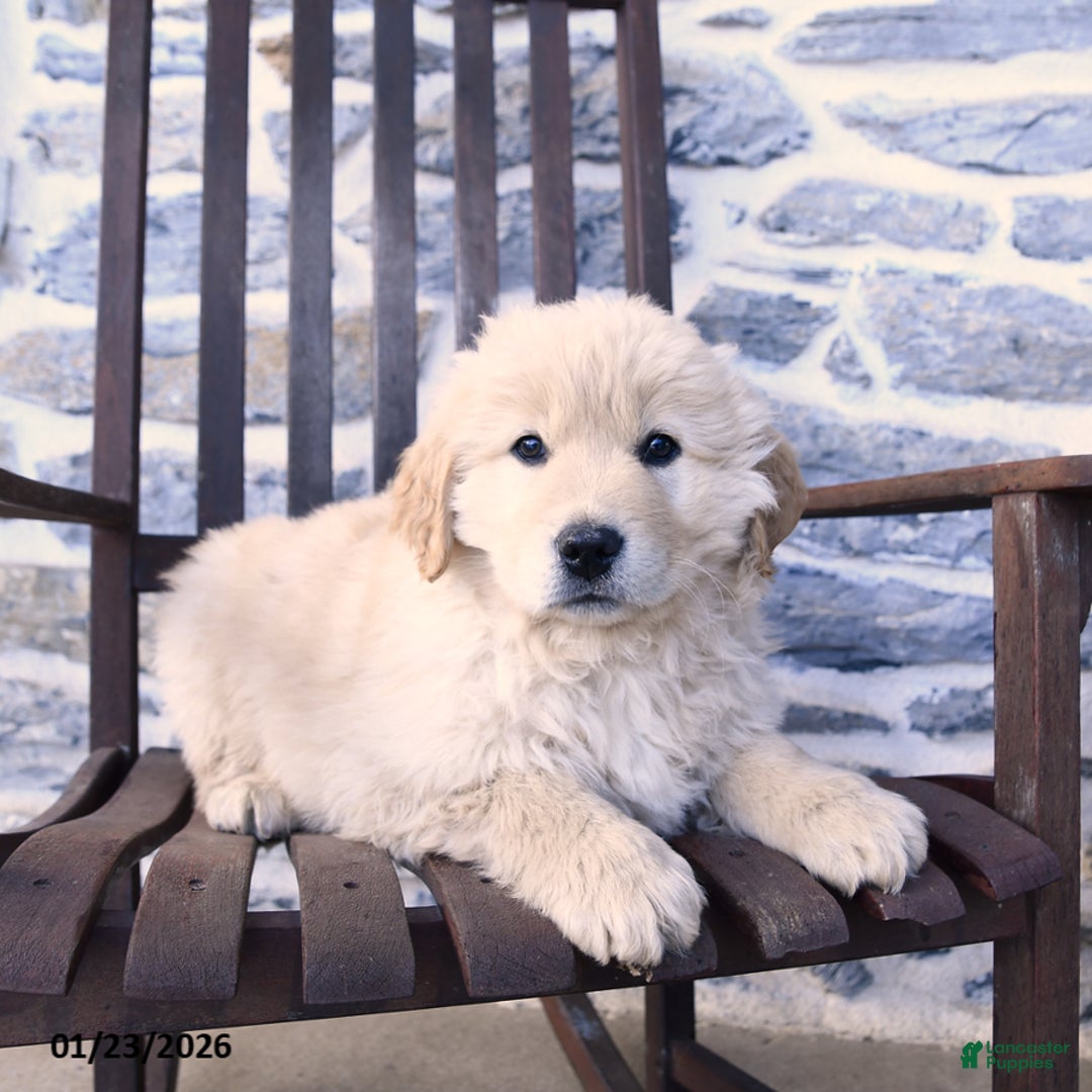 Mixed Breed dogs for sale: Copper - Ad 2