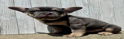 French Bulldog dogs for sale: Chance - Ad 3