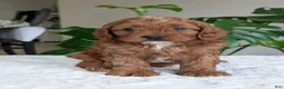 Cavapoo dogs for sale: Myles - Ad 21