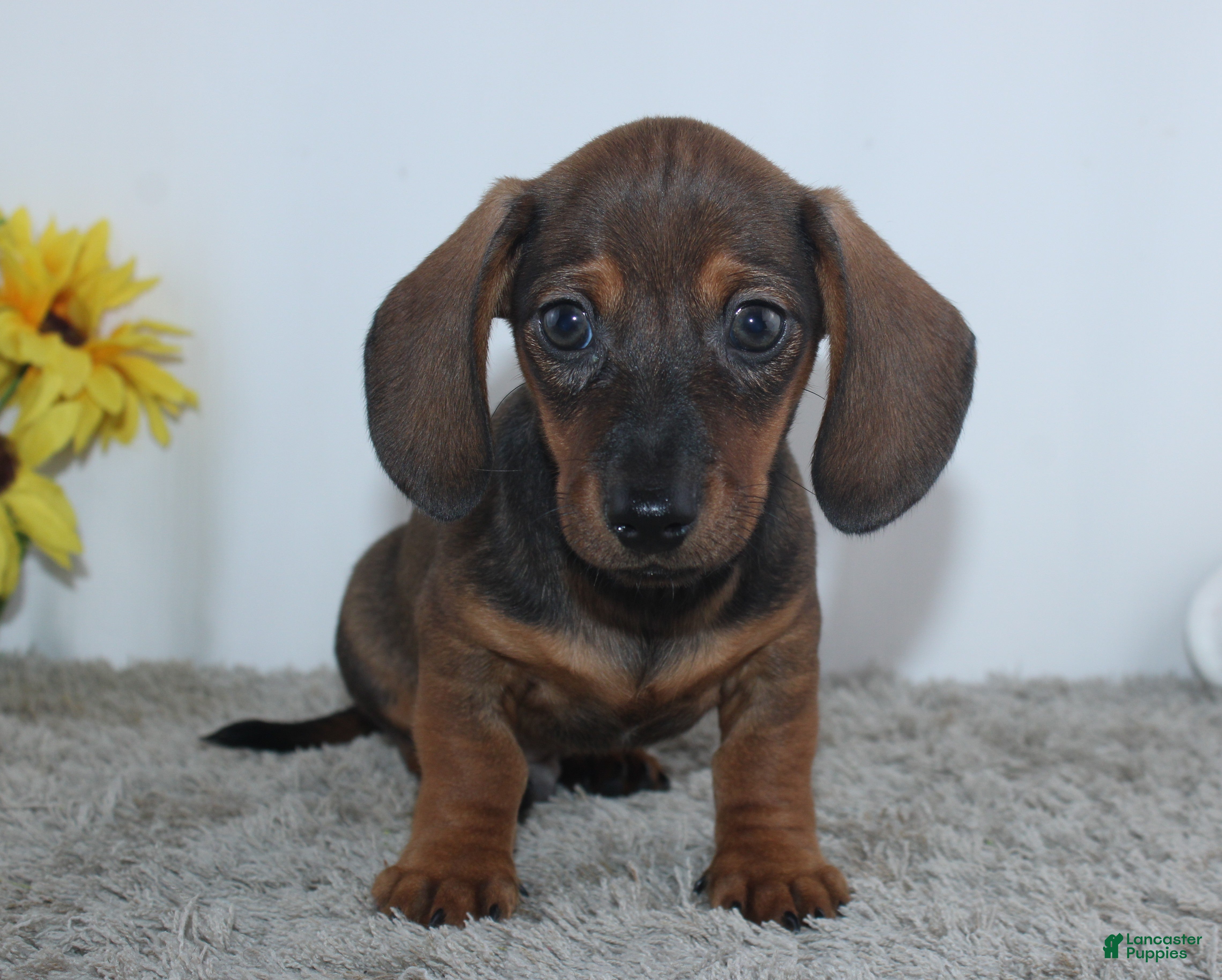 Miniature Dachshund dogs Kadin - Ad 1