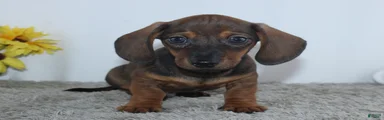 Kadin