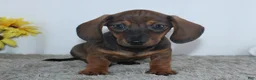 Miniature Dachshund dogs for sale: Kadin - Ad 1