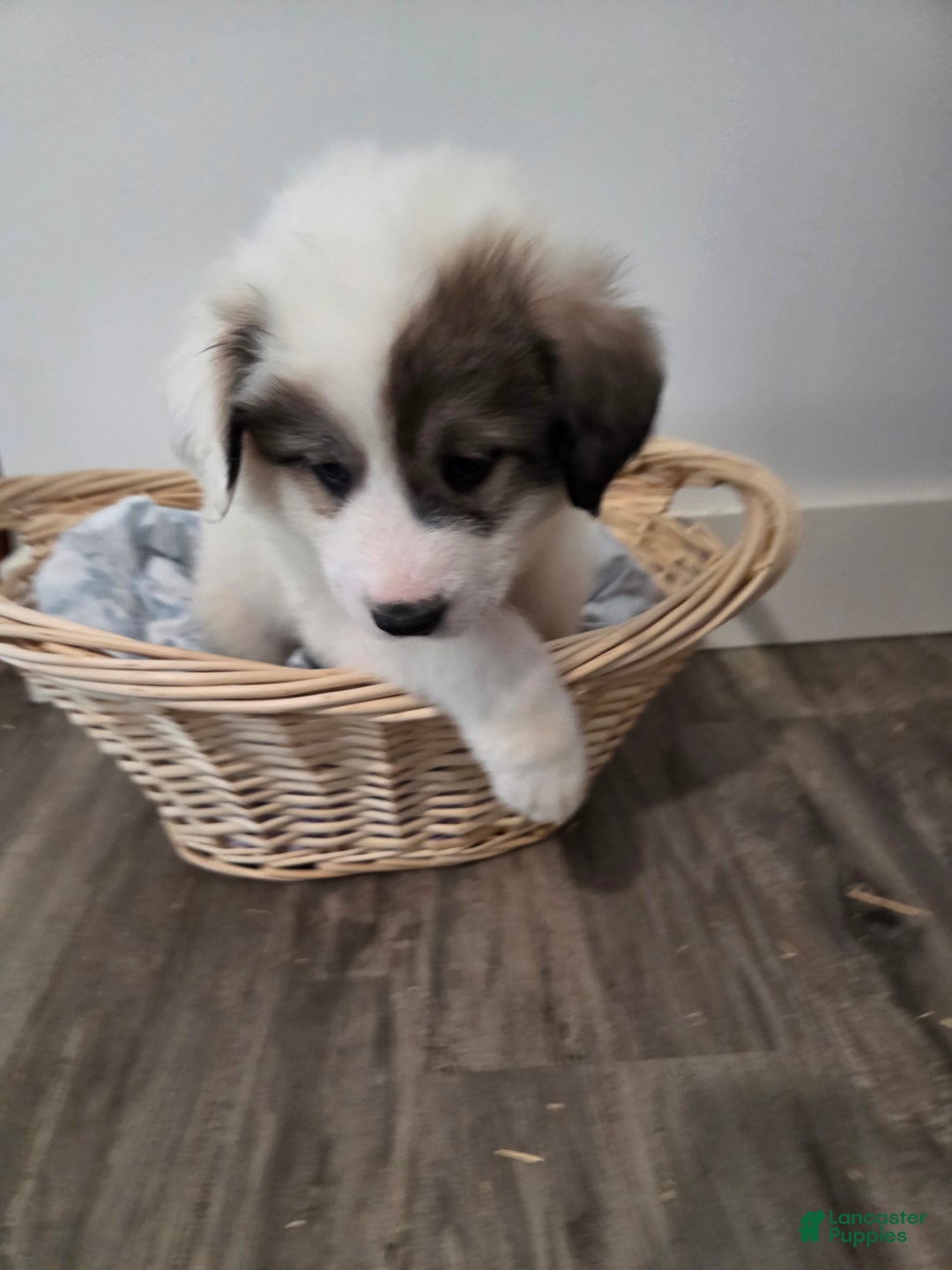 Great Pyrenees dogs for sale: Patrick - Ad 2