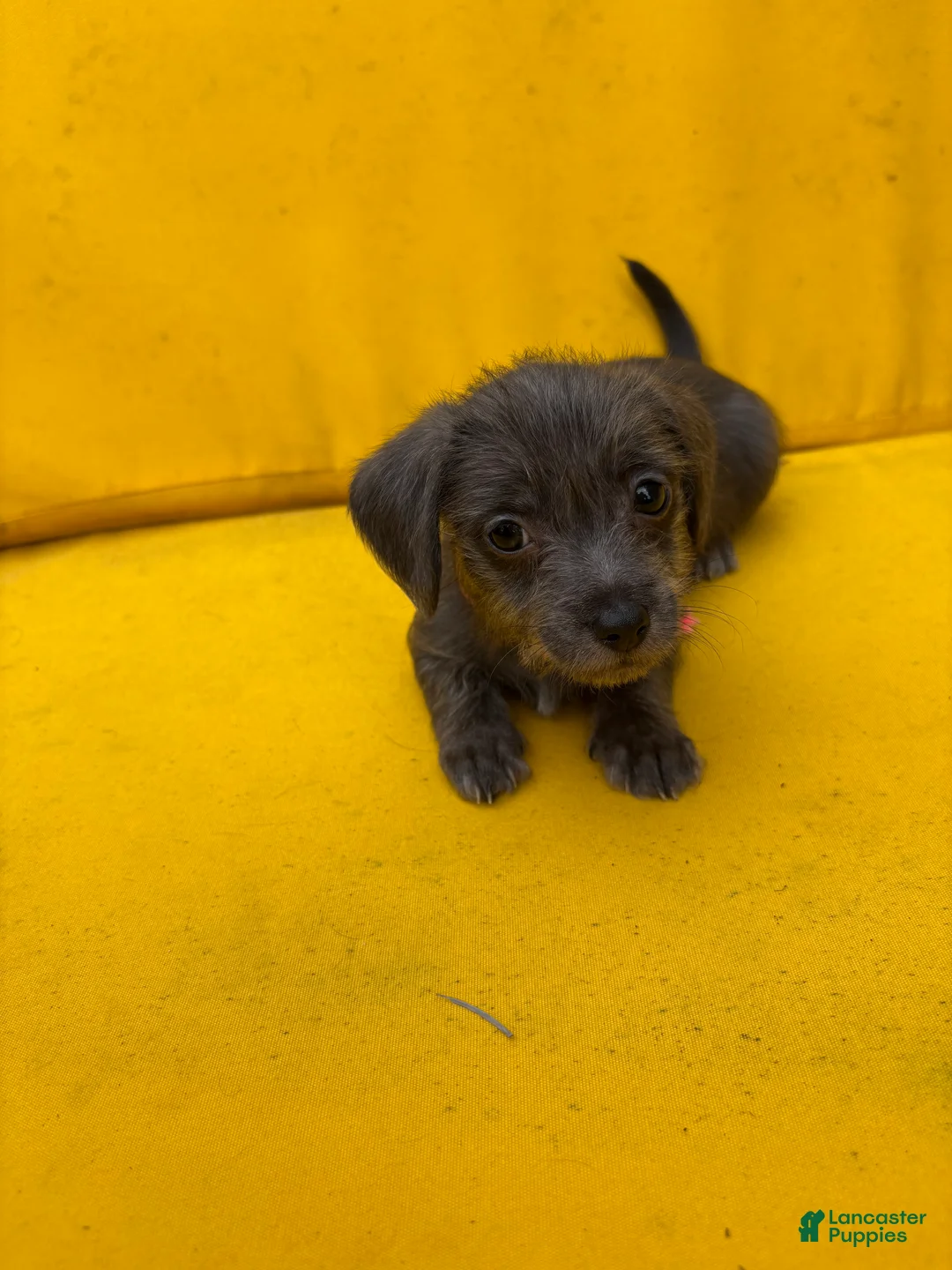 Mixed Breed dogs for sale: Mixed Breed 1 - Ad 1