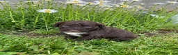 Portuguese Water Dog dogs for sale: Luna - Ad 8
