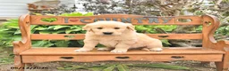 Golden Retriever dogs for sale: Dawson - Ad 4