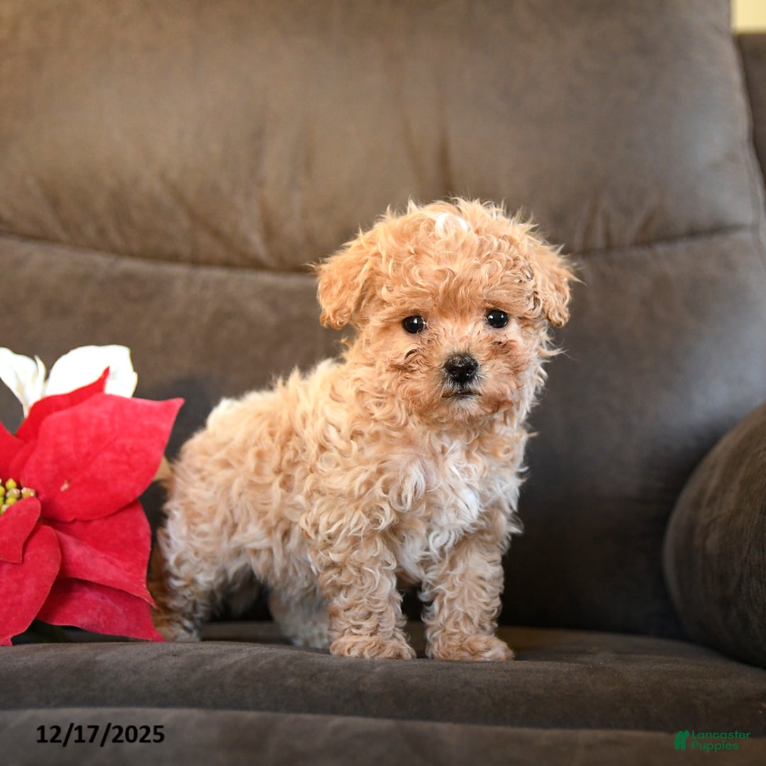 Teddy Bear dogs for sale: Lollipop - Ad 2