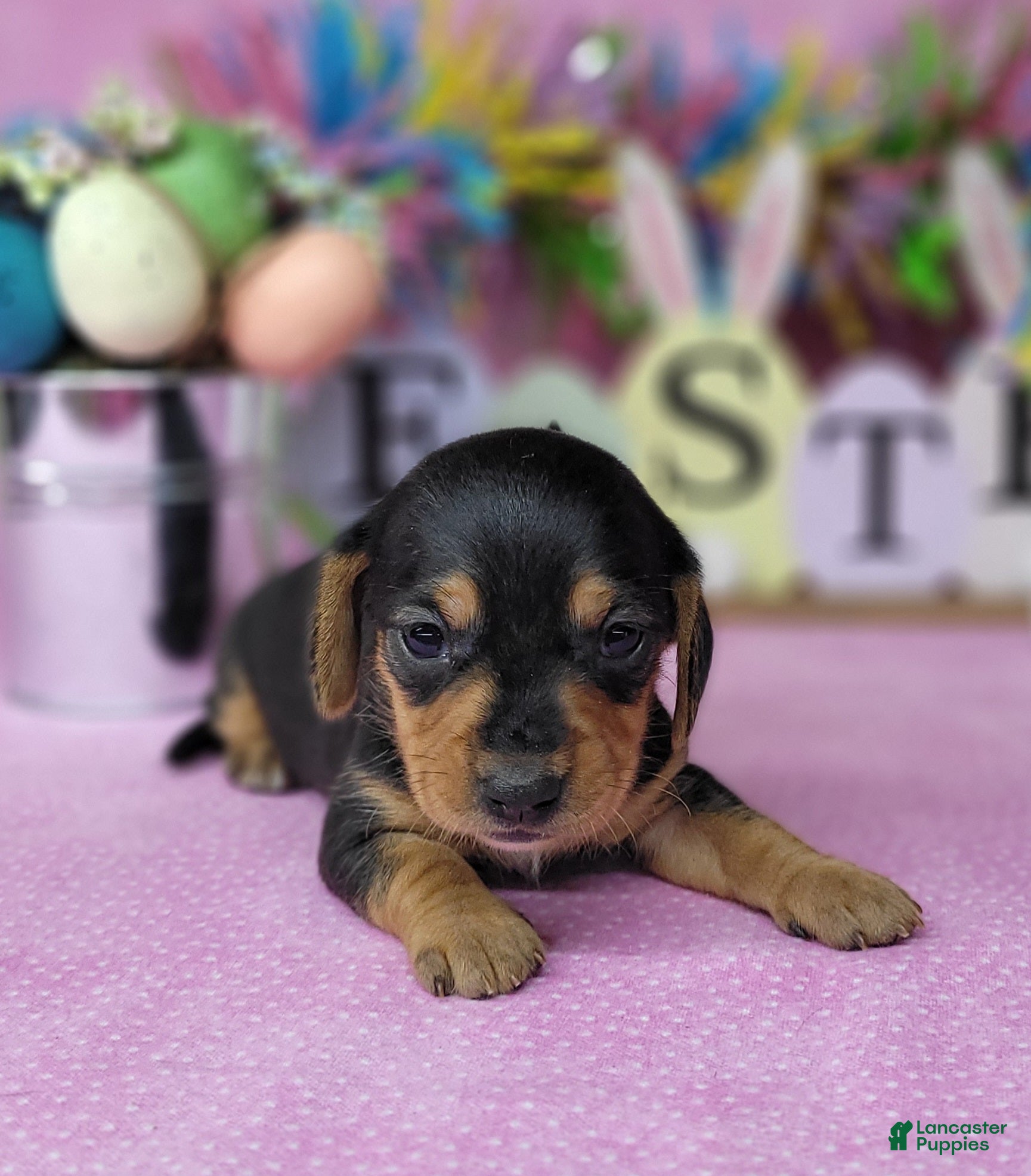 Miniature Dachshund dogs Vera AKC female - Ad 27