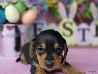 Miniature Dachshund dogs Vera AKC female - Ad 27