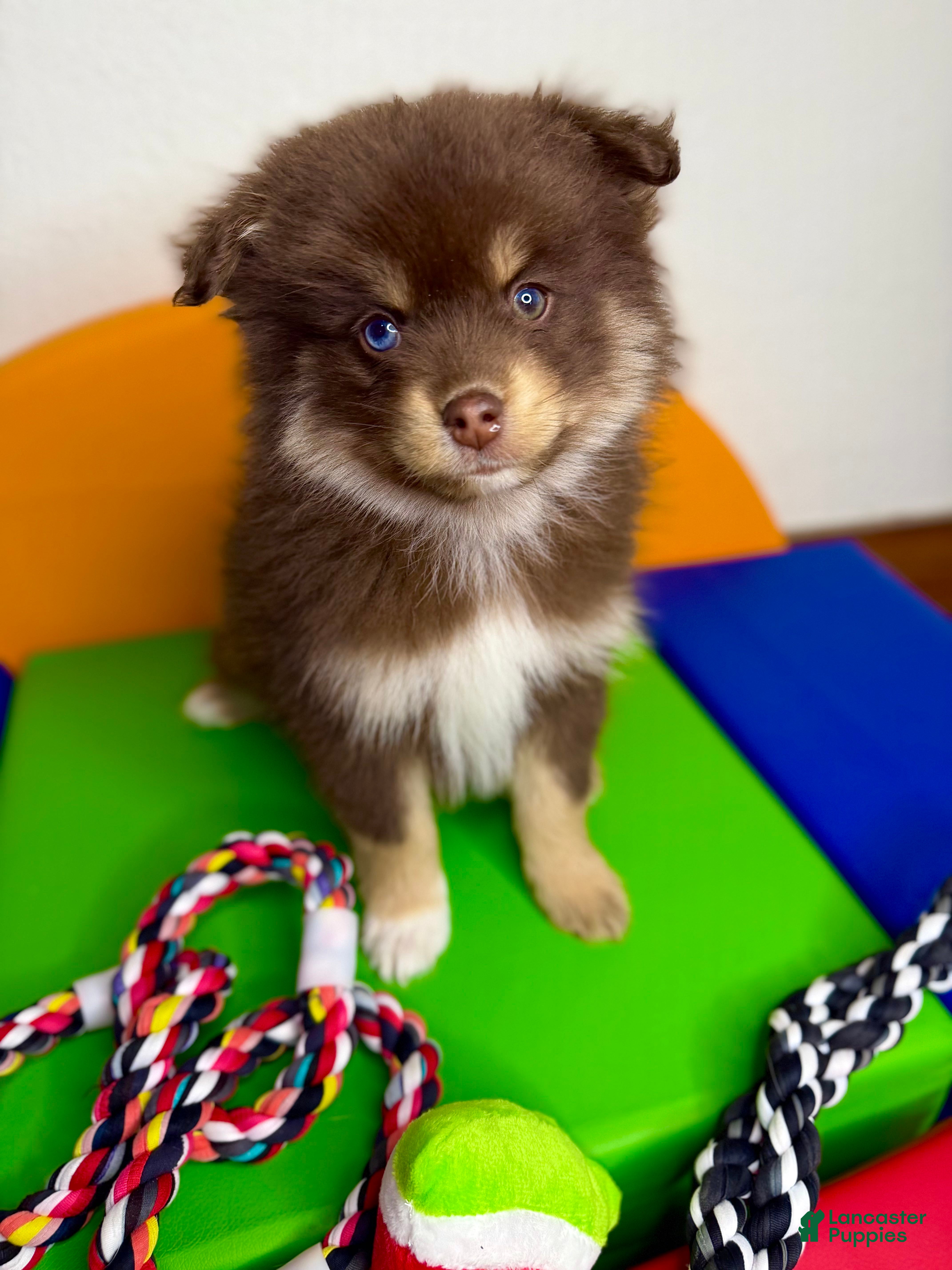 Pomsky dogs Teddy - Ad 4