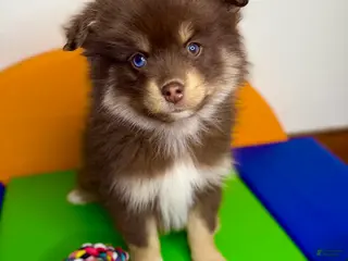 Pomsky dogs Teddy - Ad 39