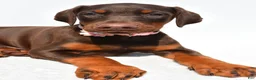 Doberman Pinscher dogs for sale: Heather - Ad 3