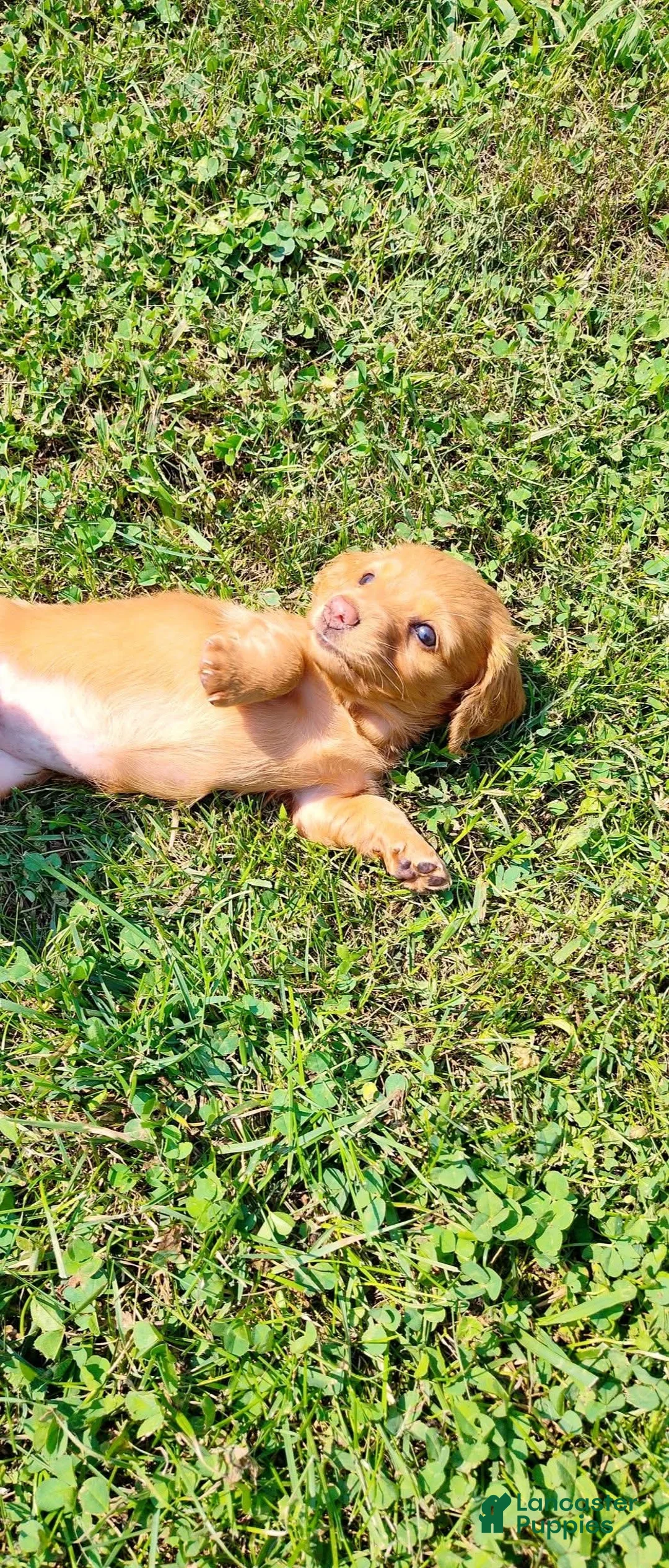 Miniature Dachshund dogs for sale: Buttercup - Ad 2