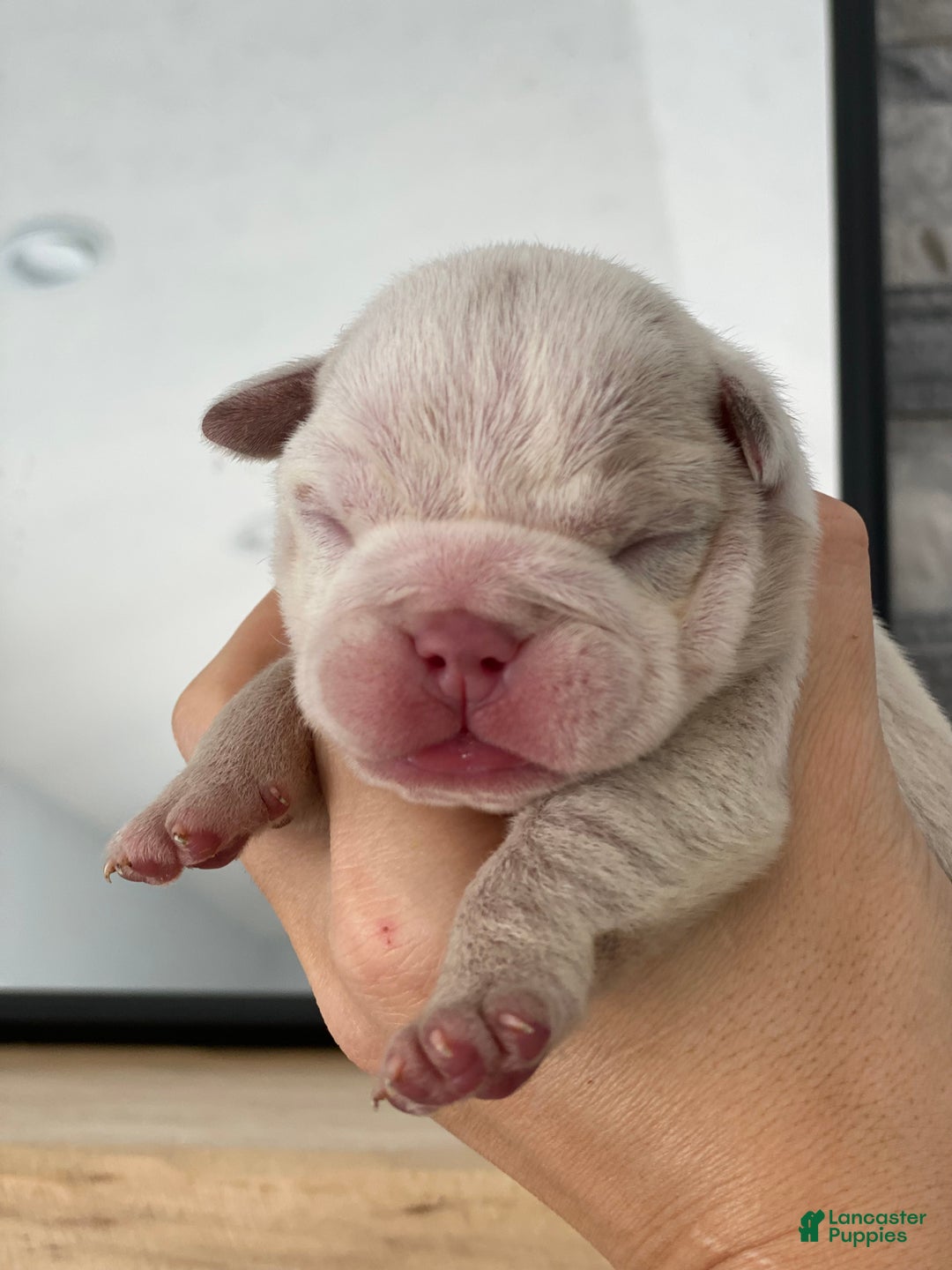 English Bulldog dogs for sale: Esmeralda - Ad 4