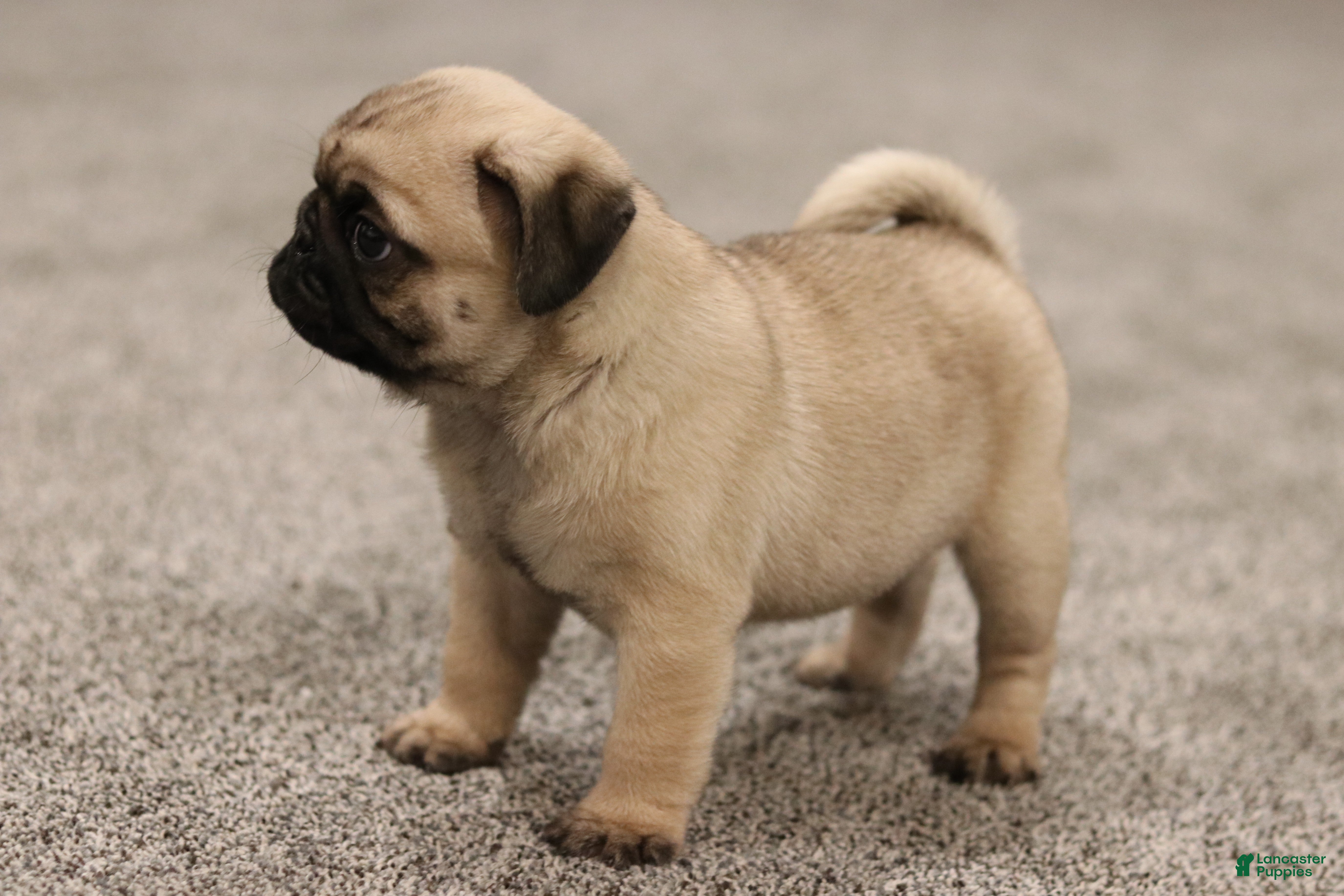 Pug dogs Champion Otis - Ad 3