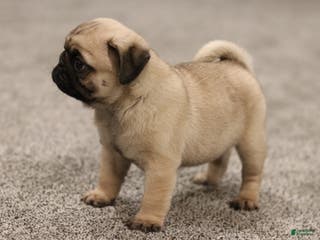Pug dogs Champion Otis - Ad 39