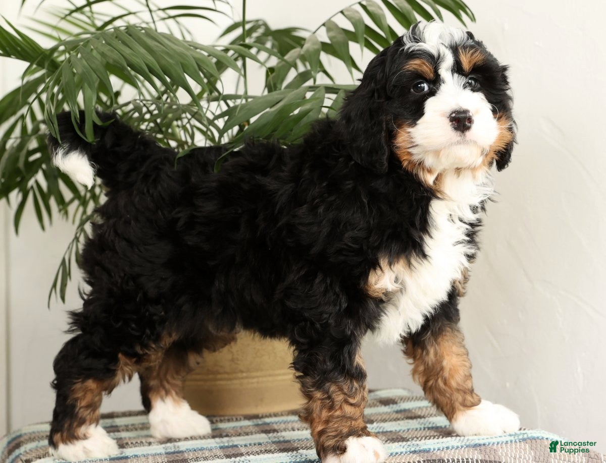 Mini Bernedoodle dogs Bingo - Ad 42