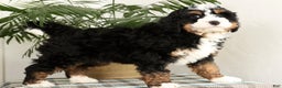 Mini Bernedoodle dogs for sale: Bingo - Ad 1