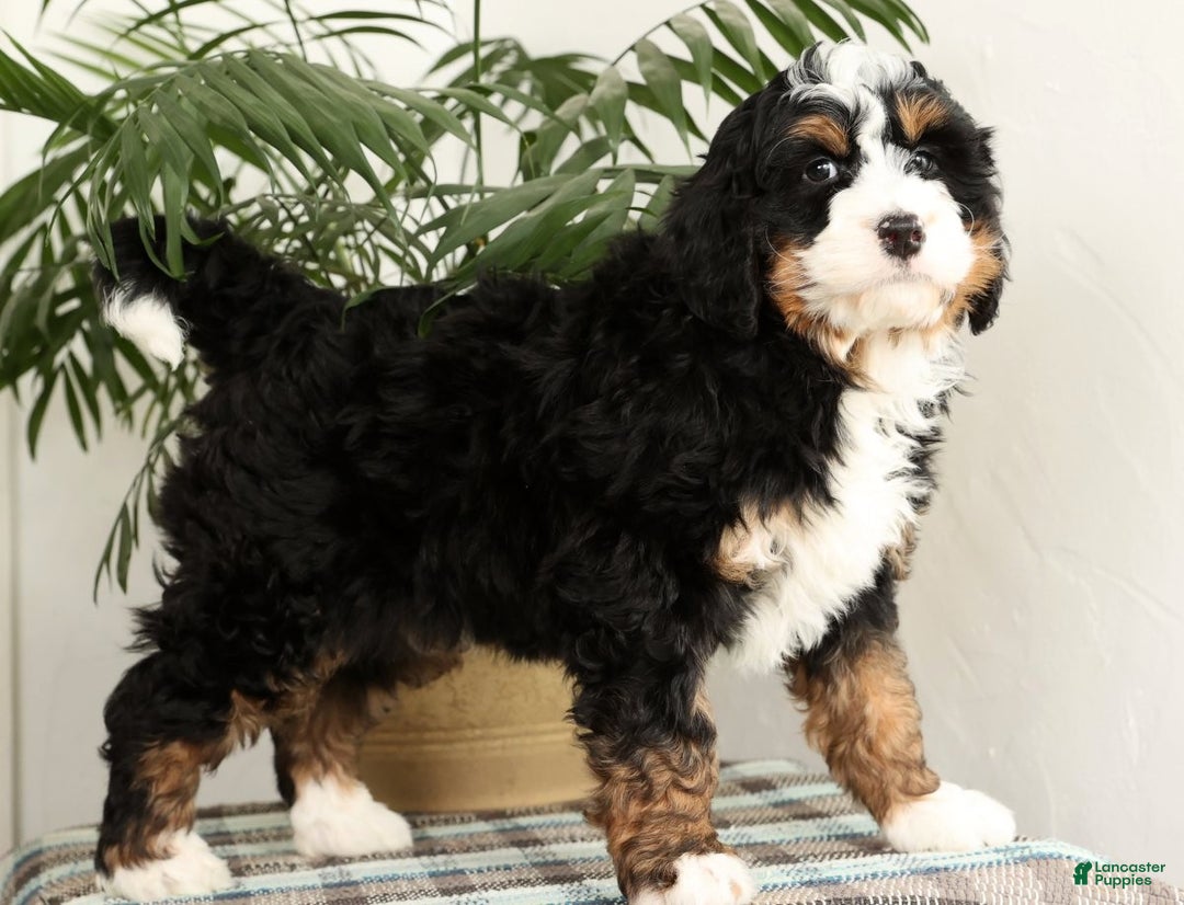 Mini Bernedoodle dogs for sale: Bingo - Ad 1