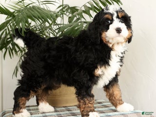 Mini Bernedoodle dogs Bingo - Ad 1