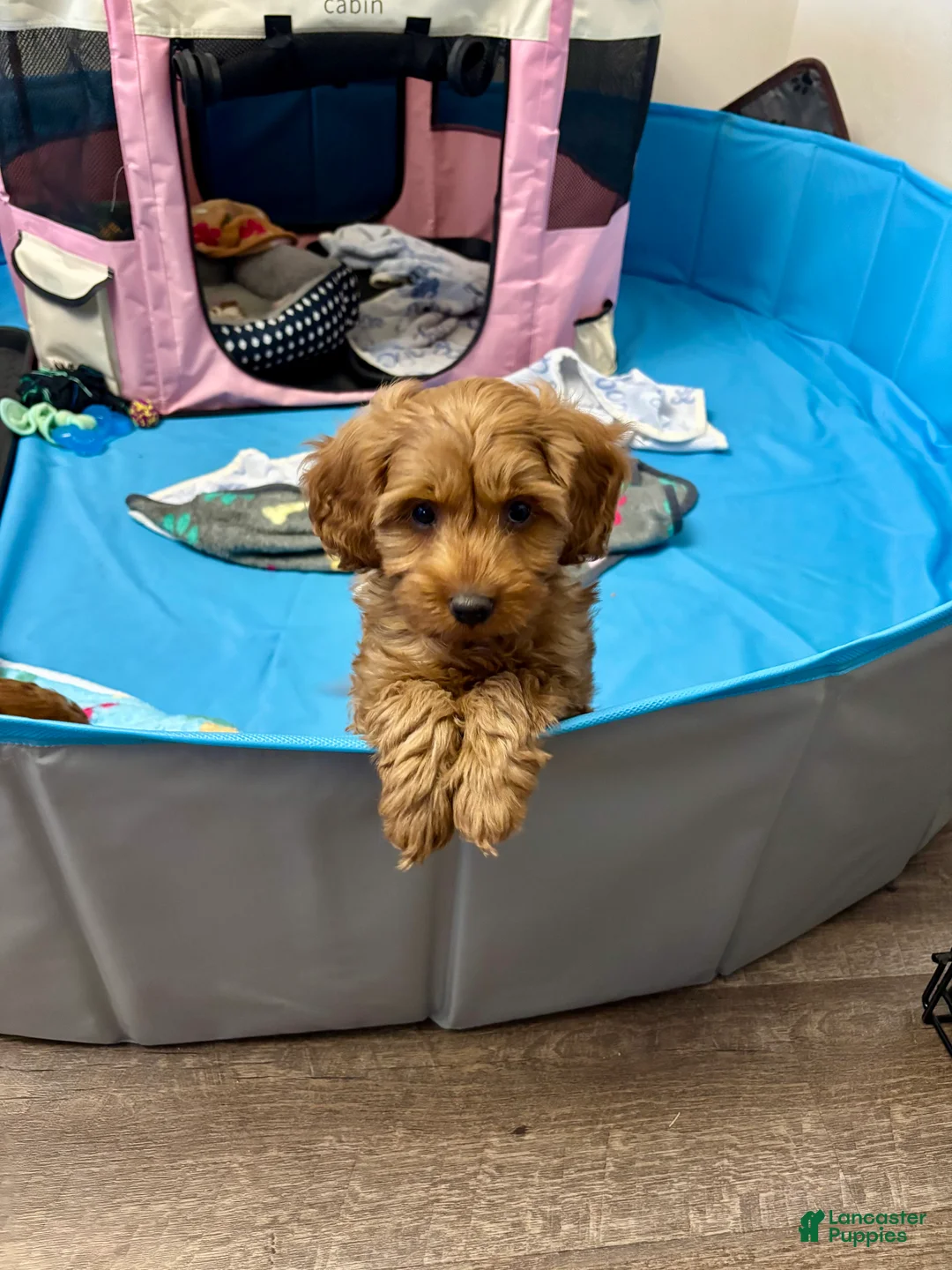 Miniature Labradoodle dogs for sale: Miniature Labradoodle Puppy 1 - Ad 1
