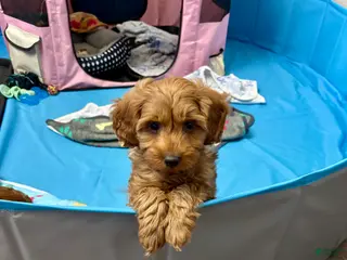 Miniature Labradoodle dogs Miniature Labradoodle Puppy 1 - Ad 12