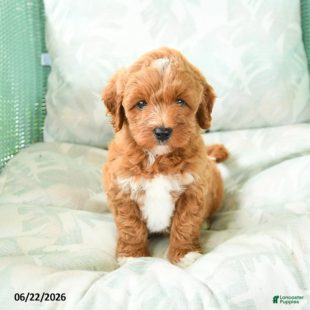 Miniature Poodle dogs for sale: Marcus - Ad 5