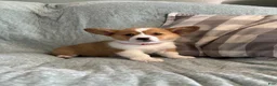 Welsh Corgi Pembroke dogs for sale: Welsh Corgi Pembroke 3 - Ad 24