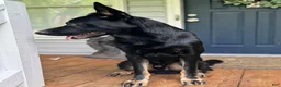 German Shepherd dogs for sale: Brown - Ad 6