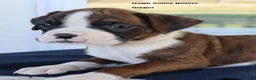 Boxer dogs for sale: Ginger- Champion lines - Ad 6