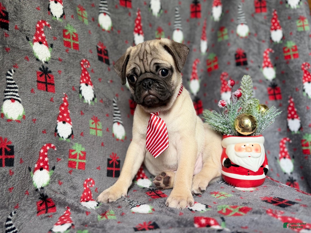 Pug dogs for sale: Claus - Ad 6