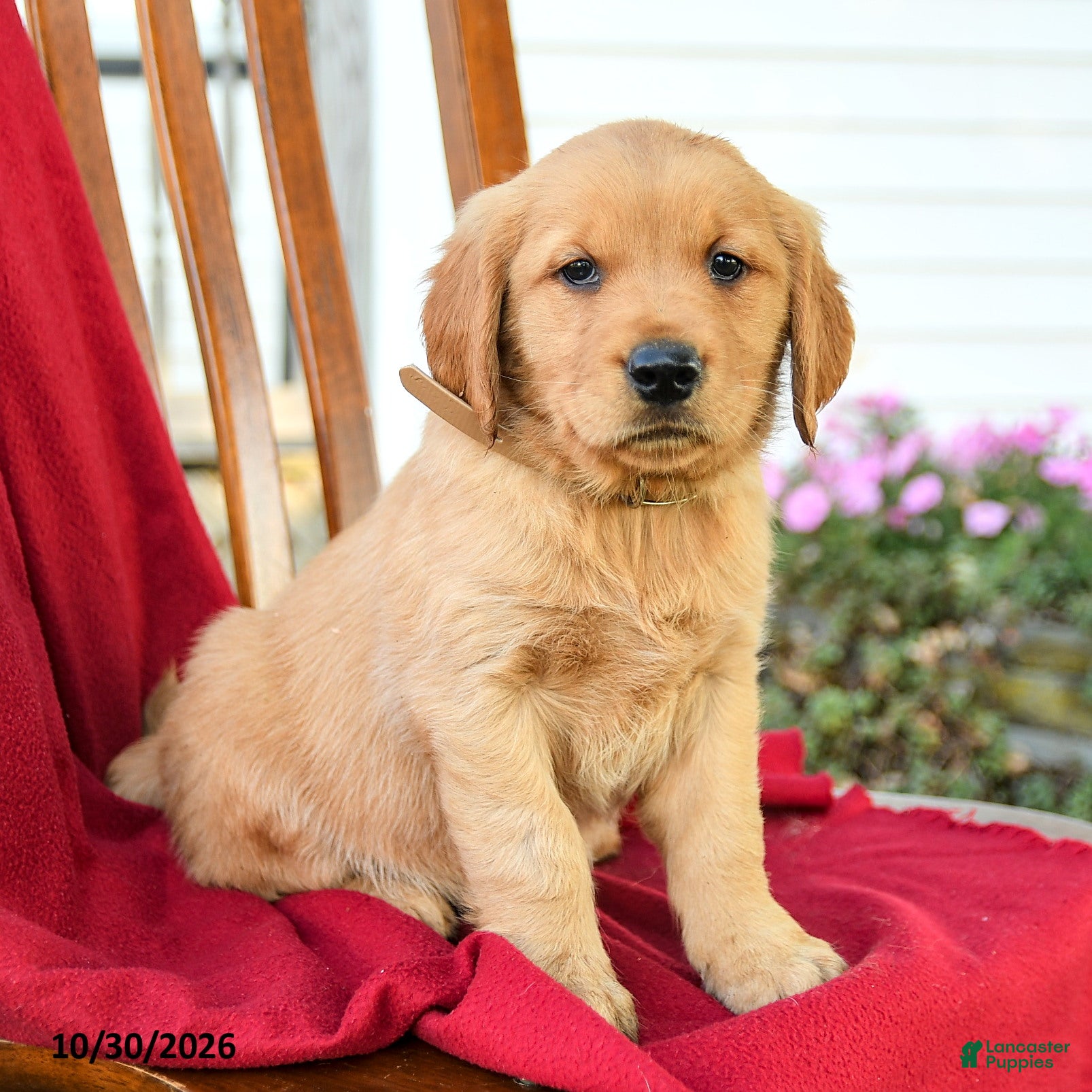 Golden Retriever dogs for sale: Bella   - Ad 2