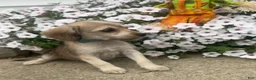 Mixed Breed dogs for sale: Minny - Ad 3