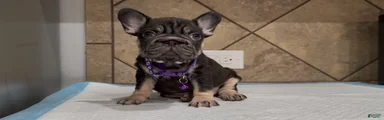 Penny 