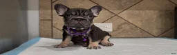 French Bulldog dogs for sale: Penny  - Ad 1