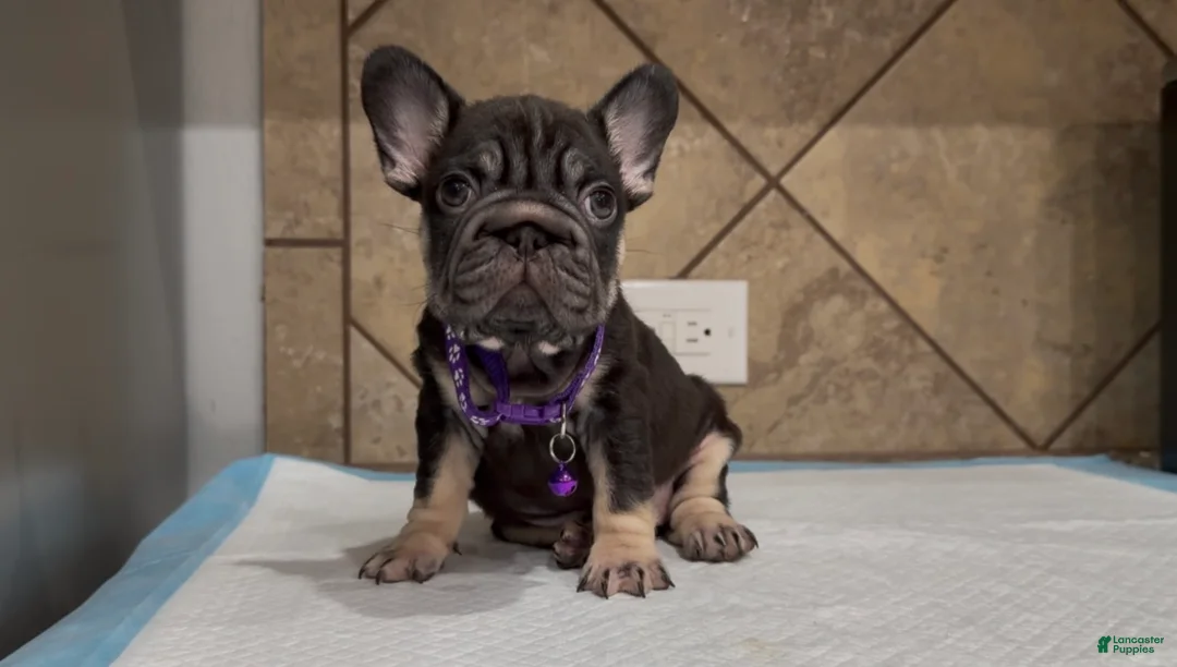French Bulldog dogs for sale: Penny  - Ad 1