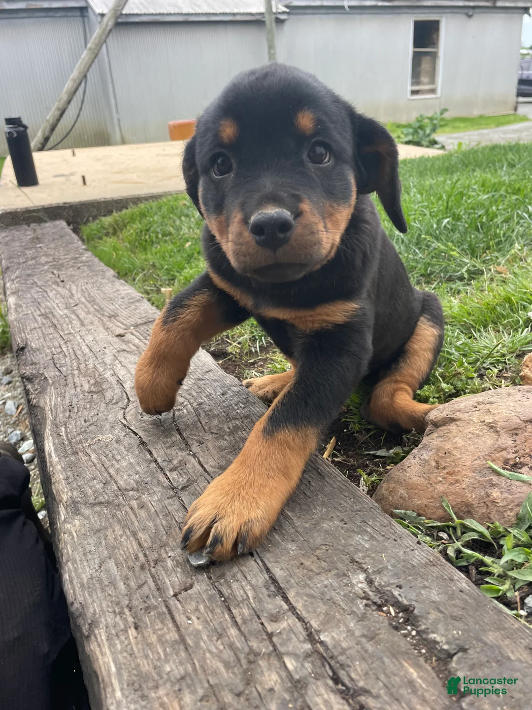 Rottweiler dogs for sale: Bella - Ad 2