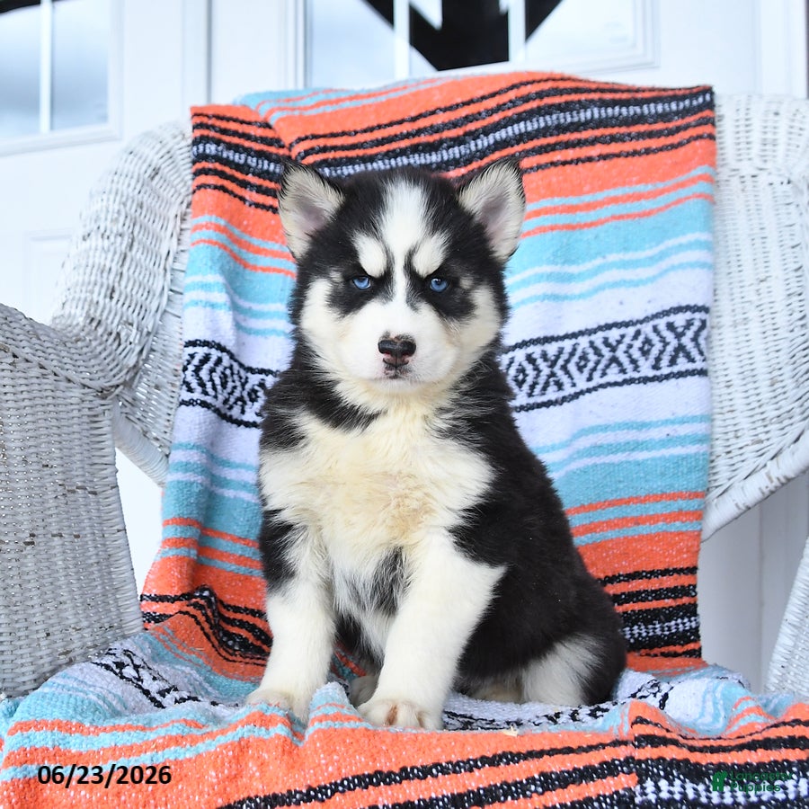 Siberian Husky dogs Sugar - Ad 1